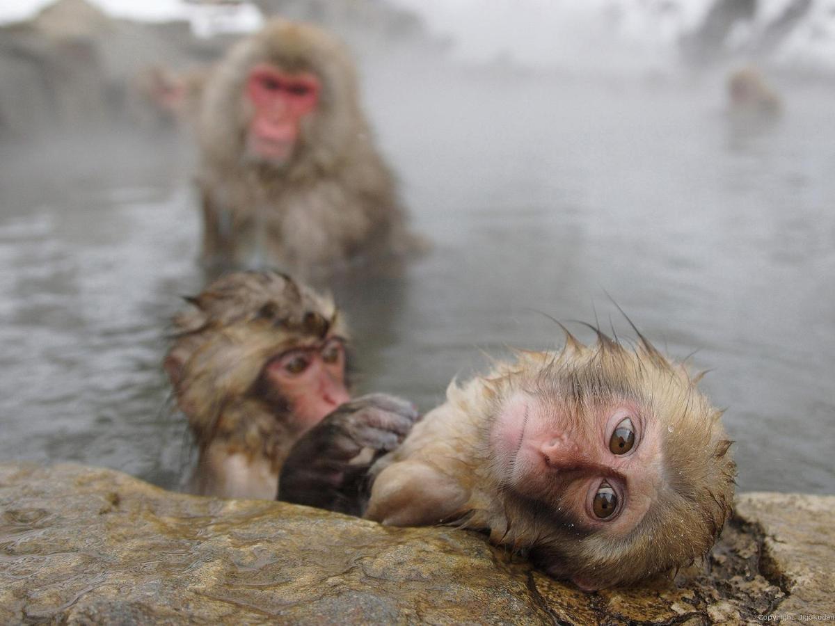 Togari Onsen Alpen Plaza Hotel Iiyama Luaran gambar